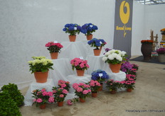 Maar nog recenter hebben ze het bedrijf van de buren overgenomen. Dit was ook een veredelaar en vermeerderaar van hydrangeas. Hubert is erg blij met hun assortiment op dit moment en met de vraag ernaar.